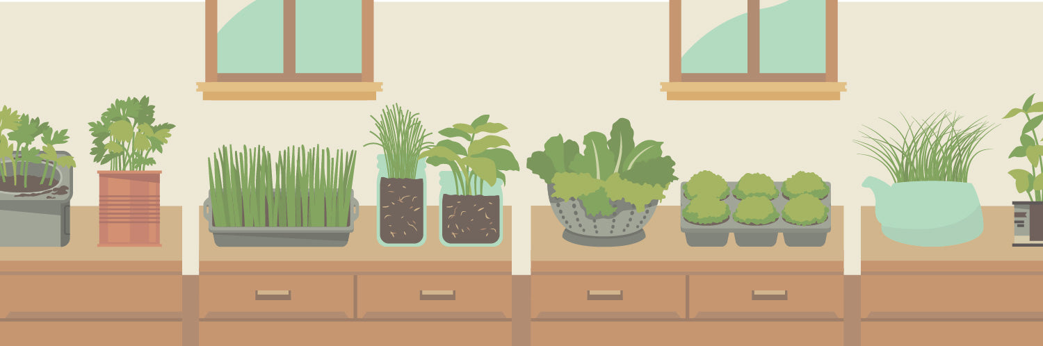 Plants in Small Spaces